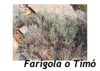 Farigola o Timó
 
