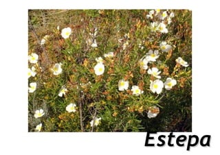 Estepa
 