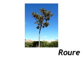 Roure
 