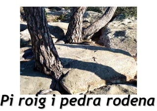 Pi roig i pedra rodena
 