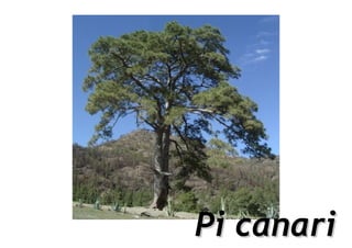 Pi canari
 