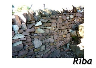 Riba
 