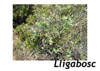 Lligabosc
 