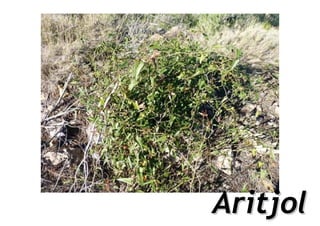 Aritjol
 