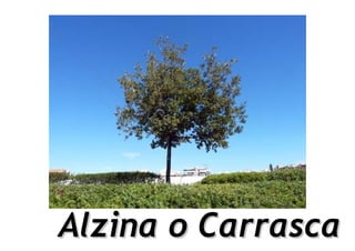 Alzina o Carrasca
 