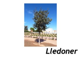 Lledoner
 