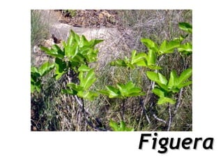 Figuera
 