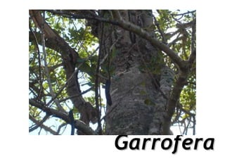 Garrofera
 