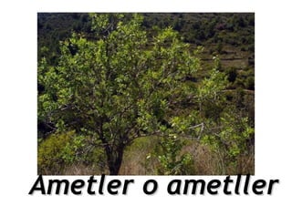 Ametler o ametller
 