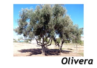 Olivera
 