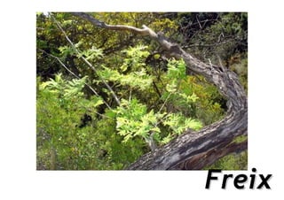 Freix
 