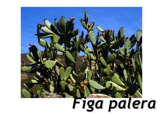 Figa palera
 