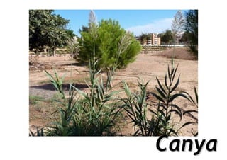 Canya
 