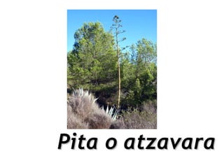 Pita o atzavara
 
