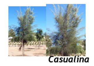 Casualina
 