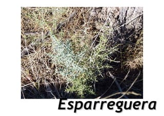 Esparreguera
 