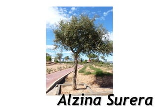 Alzina Surera
 