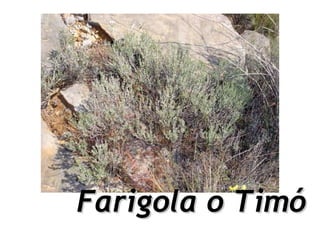 Farigola o Timó
 