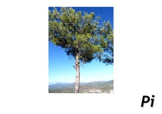 Pi
 