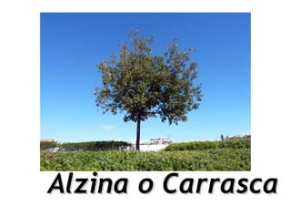 Alzina o Carrasca
 