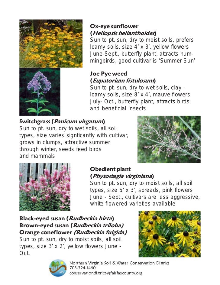 10 Common Rain Garden Plants Northern Virginia