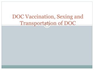 DOC Vaccination, Sexing and
Transportation of DOC
 