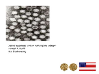Adeno-associated virus in human gene therapy
Somesh R. Doddi
B.A. Biochemistry




                                               1
 