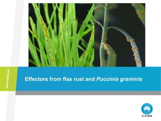 University of Minnesota




Effectors from flax rust and Puccinia graminis
 