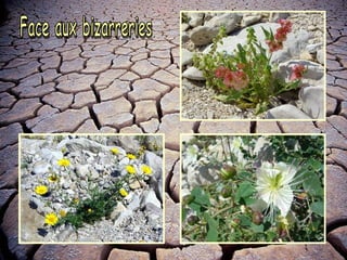 Face aux bizarreries 