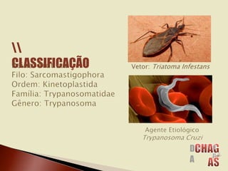 CLASSIFICAÇÃO