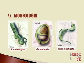 MORFOLOGIA