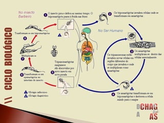 CICLOBIOLÓGICO