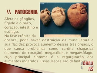 PATOGENIA
