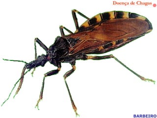 BARBEIRO Doença de Chagas 