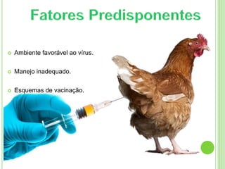  Ambiente favorável ao vírus.
 Manejo inadequado.
 Esquemas de vacinação.
 