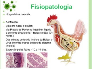  Hospedeiros naturais.
 A infecção:
- Vias oro-nasal e ocular;
- Via Placas de Peyer no intestino, fígado
e corrente circulatória – Bolsa cloacal (24
horas);
- Das células do tecido linfóide da Bolsa, o
vírus coloniza outros órgãos do sistema
linfóide;
- Excreção pelas fezes - 10 a 14 dias.
 