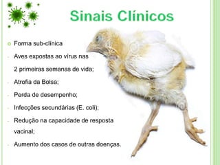  Forma sub-clínica
- Aves expostas ao vírus nas
2 primeiras semanas de vida;
- Atrofia da Bolsa;
- Perda de desempenho;
- Infecções secundárias (E. coli);
- Redução na capacidade de resposta
vacinal;
- Aumento dos casos de outras doenças.
 