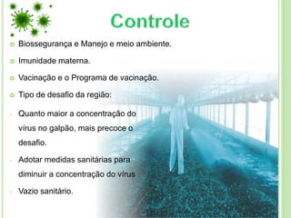  Biossegurança e Manejo e meio ambiente.
 Imunidade materna.
 Vacinação e o Programa de vacinação.
 Tipo de desafio da região:
- Quanto maior a concentração do
vírus no galpão, mais precoce o
desafio.
- Adotar medidas sanitárias para
diminuir a concentração do vírus
- Vazio sanitário.
 