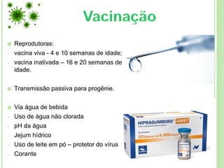  Reprodutoras:
- vacina viva - 4 e 10 semanas de idade;
- vacina inativada – 16 e 20 semanas de
idade.
 Transmissão passiva para progênie.
 Via água de bebida
- Uso de água não clorada
- pH da água
- Jejum hídrico
- Uso de leite em pó – protetor do vírus
- Corante
 