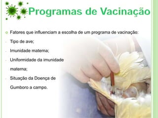  Fatores que influenciam a escolha de um programa de vacinação:
- Tipo de ave;
- Imunidade materna;
- Uniformidade da imunidade
materna;
- Situação da Doença de
Gumboro a campo.
 