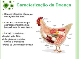  Doença infecciosa altamente
contagiosa das aves.
 Causada por um vírus que
acomete principalmente a
bolsa cloacal de aves jovens.
 Impacto econômico:
- Mortalidade: 20%
- Infecções secundárias:
diminui a imunidade
- Perda da uniformidade do lote
 
