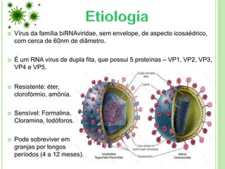  Vírus da família biRNAviridae, sem envelope, de aspecto icosaédrico,
com cerca de 60nm de diâmetro.
 É um RNA vírus de dupla fita, que possui 5 proteínas – VP1, VP2, VP3,
VP4 e VP5.
 Resistente: éter,
clorofórmio, amônia.
 Sensível: Formalina,
Cloramina, Iodóforos.
 Pode sobreviver em
granjas por longos
períodos (4 a 12 meses).
 