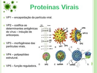  VP2 – codifica as
determinantes antigênicas
do vírus – indução de
anticorpos.
 VP3 – morfogênese das
partículas virais.
 VP4 – polipeptídeo
estrutural.
 VP5 – função reguladora.
 VP1 – encapsidação da partícula viral.
 