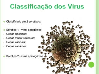  Classificado em 2 sorotipos:
 Sorotipo 1 - vírus patogênico
- Cepas clássicas;
- Cepas muito virulentas;
- Cepas vacinais;
- Cepas variantes.
 Sorotipo 2 - vírus apatogênico.
 