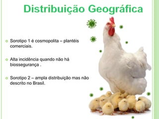  Sorotipo 1 é cosmopolita – plantéis
comerciais.
 Alta incidência quando não há
biossegurança .
 Sorotipo 2 – ampla distribuição mas não
descrito no Brasil.
 