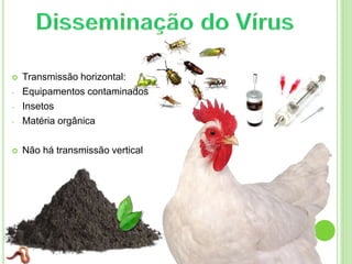  Transmissão horizontal:
- Equipamentos contaminados
- Insetos
- Matéria orgânica
 Não há transmissão vertical
 
