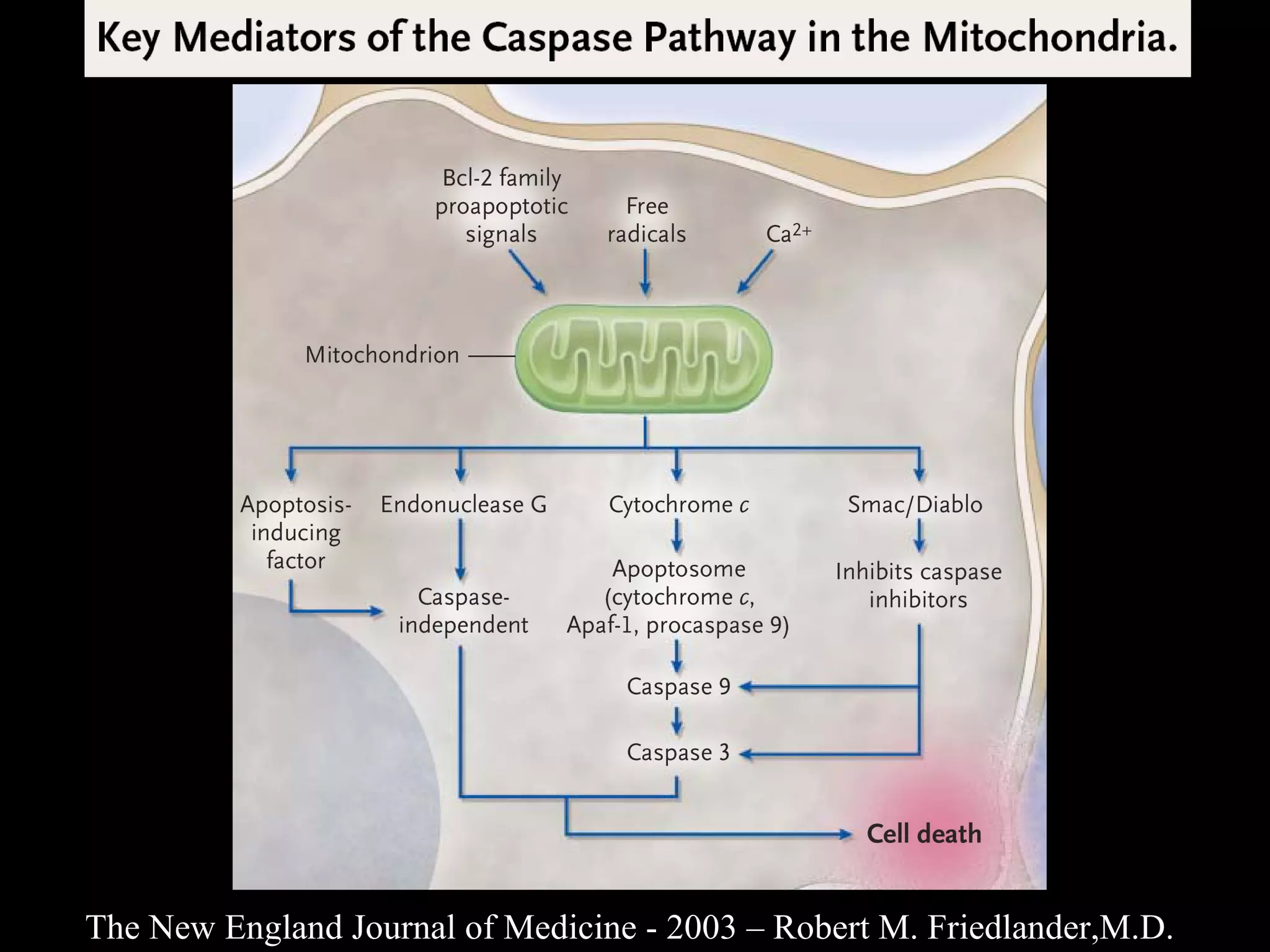 The New England Journal of Medicine - 2003 – Robert M. Friedlander,M.D. 