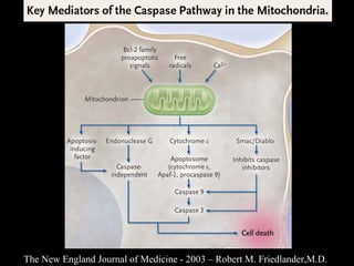 The New England Journal of Medicine - 2003 – Robert M. Friedlander,M.D. 