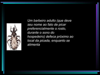 Um barbeiro adulto (que deve seu nome ao fato de picar preferencialmente o rosto, durante o sono do hospedeiro) defeca próximo ao local da picada, enquanto se alimenta 