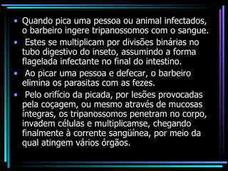 Quando pica uma pessoa ou animal infectados, o barbeiro ingere tripanossomos com o sangue. Estes se multiplicam por divisões binárias no tubo digestivo do inseto, assumindo a forma flagelada infectante no final do intestino. Ao picar uma pessoa e defecar, o barbeiro elimina os parasitas com as fezes. Pelo orifício da picada, por lesões provocadas pela coçagem, ou mesmo através de mucosas íntegras, os tripanossomos penetram no corpo, invadem células e multiplicamse, chegando finalmente à corrente sangüínea, por meio da qual atingem vários órgãos. 